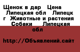 Щенок в дар › Цена ­ 10 - Липецкая обл., Липецк г. Животные и растения » Собаки   . Липецкая обл.